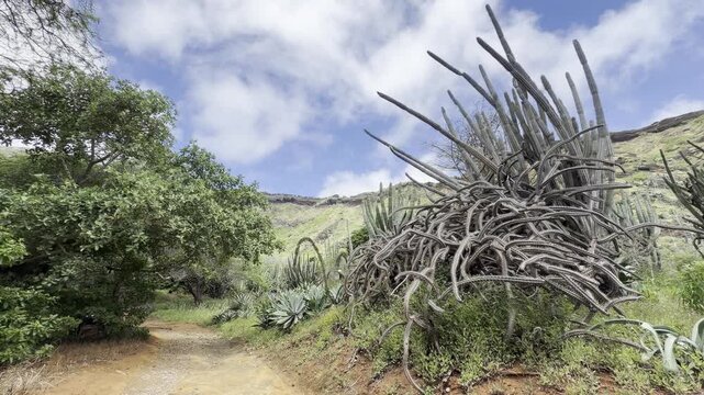 Cactus Garden. Koko Crater Botanical Garden, East of Honolulu, Oahu, Hawaii.  Koko Crater  is an extinct tuff cone.