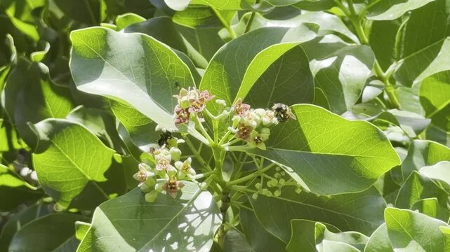 Santalum album is a small tropical tree, and the traditional source of sandalwood oil. white sandalwood or Indian sandalwood.  East of Honolulu, Oahu, Hawaii.  Koko Crater  is an extinct tuff cone.