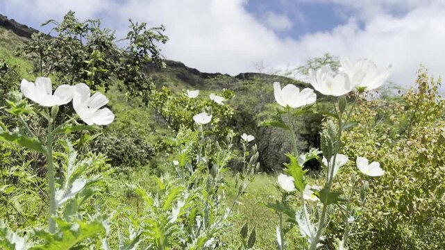 Argemone glauca, the Hawaiian poppy or pua kala, is a species of flowering plant in the family Papaveraceae. Koko Crater Botanical Garden, East of Honolulu, Oahu, Hawaii. 