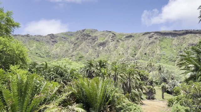 Dryland palms.  Koko Crater Botanical Garden, East of Honolulu, Oahu, Hawaii.  Koko Crater  is an extinct tuff cone. Arecaceae are a family of perennial, flowering plants in the monocot order Arecales