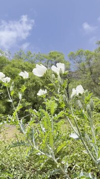 Argemone glauca, the Hawaiian poppy or pua kala, is a species of flowering plant in the family Papaveraceae. Koko Crater Botanical Garden, East of Honolulu, Oahu, Hawaii. 