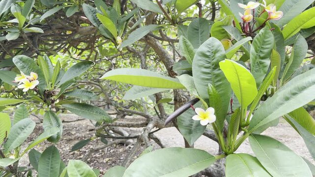 Plumeria, commonly known as frangipani, is a genus of flowering plants in the family Apocynaceae. Koko Crater Botanical Garden, East of Honolulu, Oahu, Hawaii. Koko Crater  is an extinct tuff cone.