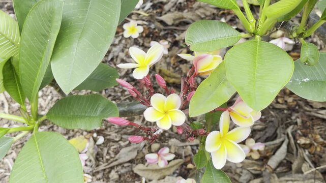 Plumeria, commonly known as frangipani, is a genus of flowering plants in the family Apocynaceae. Koko Crater Botanical Garden, East of Honolulu, Oahu, Hawaii. Koko Crater  is an extinct tuff cone.