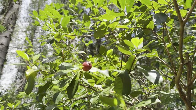 Psidium cattleyanum (World Plants: Psidium cattleianum), Cattley guava, strawberry guava or cherry guava. red cattley guava. Waʻahila Ridge State Recreation Area, Honolulu, Oahu, Hawaii.  