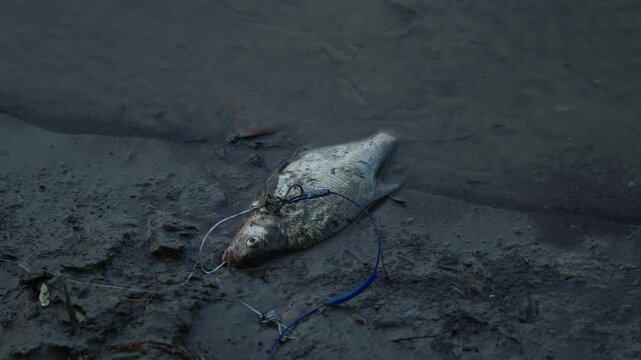 Freshly caught bream fish lying on muddy river bank ground.