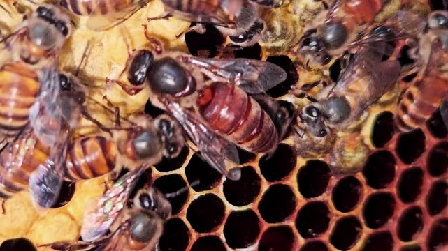 Indian Honey Bee Queen Apis cerana indica surrounded by worker bees on a natural honeycomb. Queen's elongated abdomen, active worker bees, and hexagonal wax cells inside a thriving bee colony.