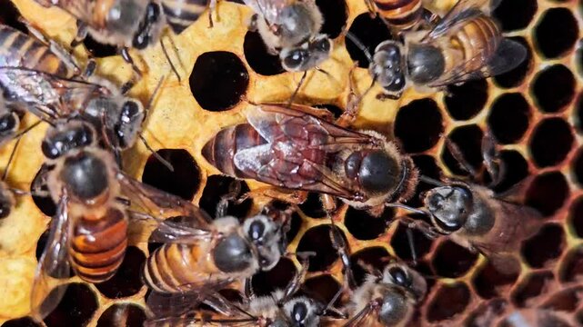 Indian Honey Bee Queen Apis cerana indica surrounded by worker bees on a natural honeycomb. Queen's elongated abdomen, active worker bees, and hexagonal wax cells inside a thriving bee colony.