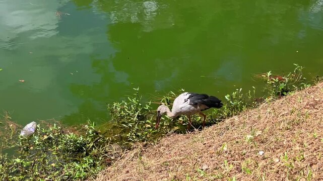 An Asian openbill stork (Anastomus oscitans) slowly moves along the lake shore in search of food. The bird explores the shallows and dense coastal vegetation, hunting for prey among the aquatic plants