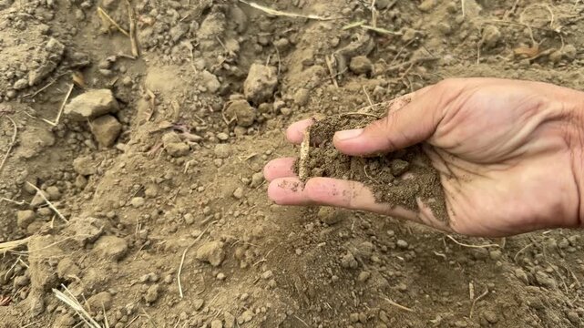 A hand lifts dry, crumbly soil in an open field to check texture and moisture quality for agriculture.