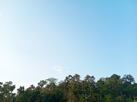 Blue sky over tropical forest treeline