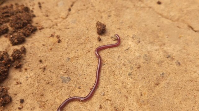 Brahminy Blind Snake (Indotyphlops braminus), also known as the Flowerpot Snake, crawling across moist soil in its natural habitat.