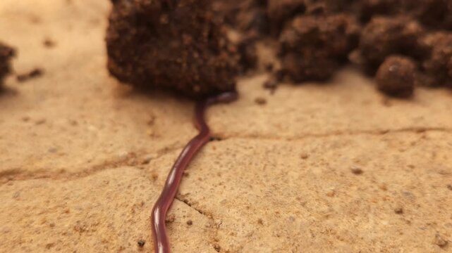 Brahminy Blind Snake (Indotyphlops braminus), also known as the Flowerpot Snake, crawling across moist soil in its natural habitat.