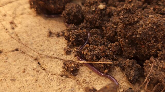 Brahminy Blind Snake (Indotyphlops braminus), also known as the Flowerpot Snake, crawling across moist soil in its natural habitat.