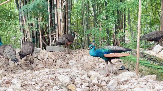 peacock in the wilds, adult blue peacock joining the othes to foraging in nature