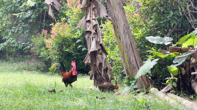 rooster and hen in nature, rooster walking towards hen foragin in garden and try to crowing