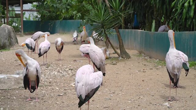 group of stork preening in the park, bird park in the afternoon, bird preening with peacock call and goose sound in the background