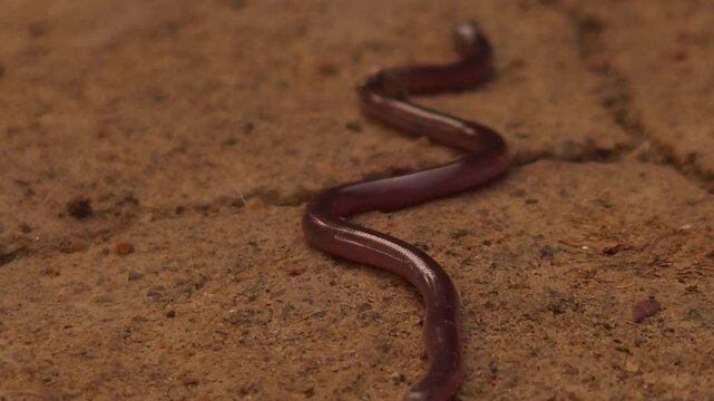 Brahminy Blind Snake (Indotyphlops braminus), also known as the Flowerpot Snake, crawling across moist soil in its natural habitat.