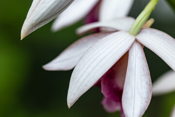 Wild orchids blooming gracefully in the mist, bathed in warm lighting. © paul