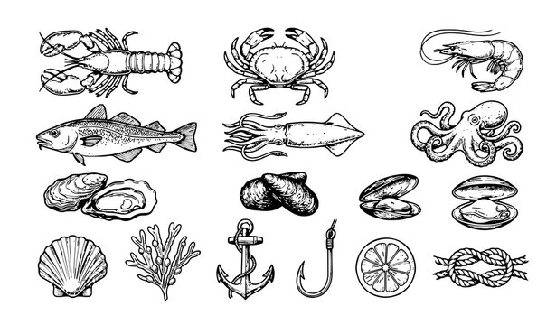 Vintage Hand Drawn Seafood Elements with Fish Crab Lobster Shellfish and Nautical Vector Set