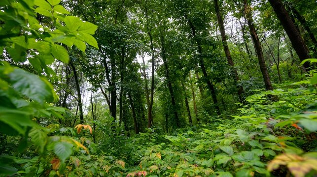 A high  photograph captures a sleek clean lush green forest landscape infused with colorful contrasts and vibrant energy