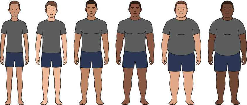 Human Body Diversity Vector Illustration Featuring Lean, Average, Muscular, Heavy, Different Shapes, Sizes, Comparison