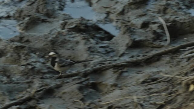 Small white wagtail bird standing on a muddy river bank