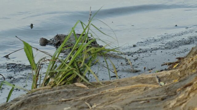 SSmall white wagtail bird standing on a muddy river bank mall white wagtail bird standing on a muddy river bank 