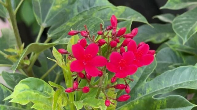 Jatropha integerrima