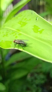 Seekor lalat di atas daun hijau 