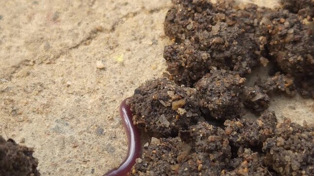 Brahminy Blind Snake (Indotyphlops braminus), also known as the Flowerpot Snake, crawling across moist soil in its natural habitat.