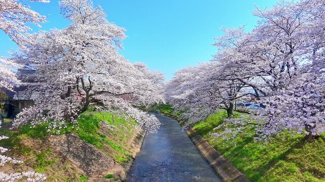ドローンで撮る日本の春の風景　福井県の桜名所　吉野瀬川の川沿いに華やかに咲く満開の桜並木