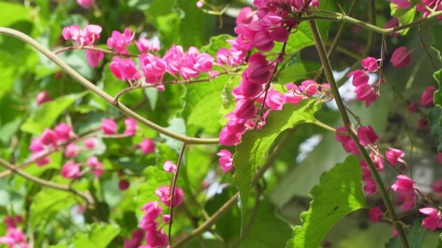 Beautiful pink coral vine flowers blooming in a tropical garden, acting as a favorite bee magnet plant that attracts honeybees for pollination, concept of apiculture and biodiversity.