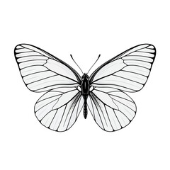 Black-veined White Butterfly Flat Vector Illustration © Reshma