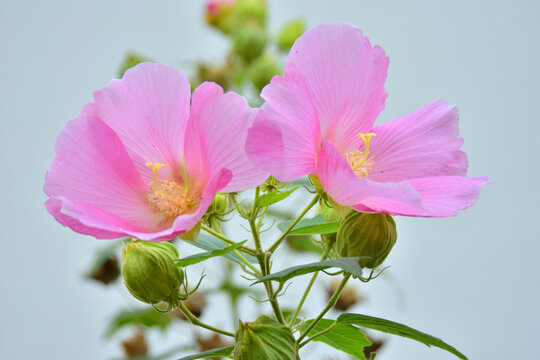ピンクの芙蓉の花