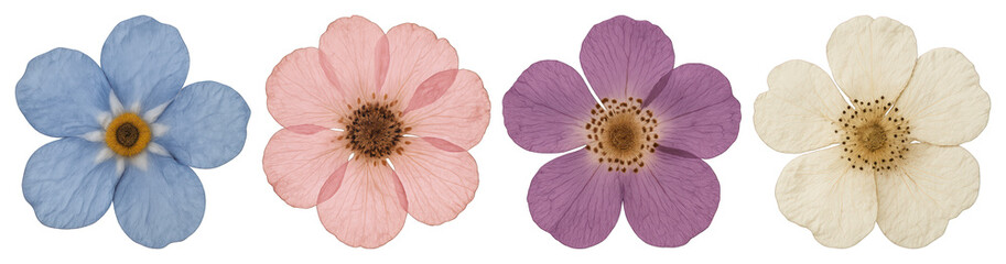Naklejka premium PNG Colorful pressed flower collection on transparent background