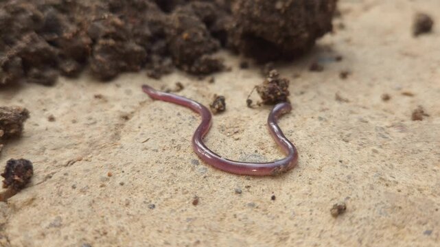 Macro Footage of Brahminy Blind Snake (Indotyphlops braminus) Crawling on Soil in Natural Habitat