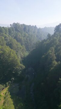 Beautiful vertical aerial view of a lush green pine forest valley under a hazy morning sky.
