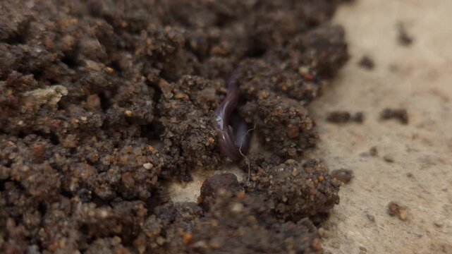 Macro Close Up of Brahminy Blind Snake (Indotyphlops braminus) Crawling on Soil