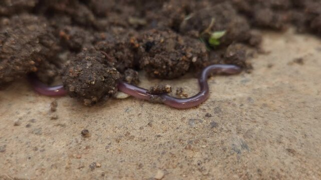 Macro Close Up of Brahminy Blind Snake (Indotyphlops braminus) Crawling on Soil