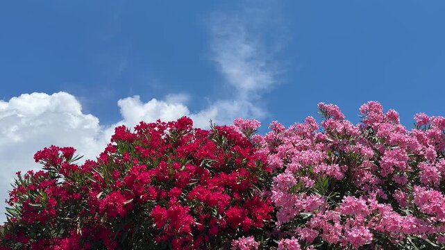 Red and pink blooming oleander nerium against blue sky.