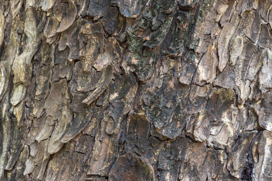 Close-up Detail of Rough Textured Tree Bark Background,Macro,A highly detailed macro shot capturing the rugged and weathered texture of ancient tree bark, showcasing intricate organic patterns.