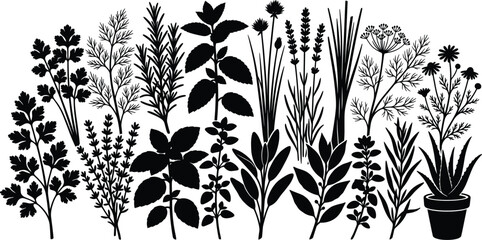Fresh herbs and culinary plants silhouette icon set with rosemary basil parsley dill and thyme © Abdul