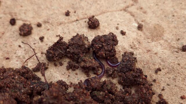 Macro Close Up of Brahminy Blind Snake (Indotyphlops braminus) Crawling on Soil