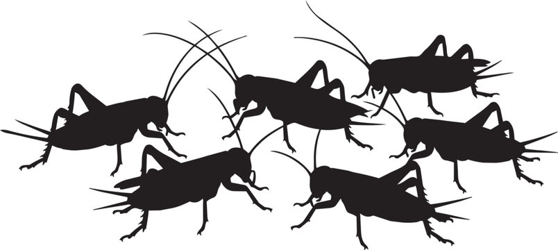 Black cricket silhouettes, insect icons, bug graphics, vector illustrations, animal designs