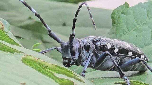 
Citrus longhorned beetle with long antennae sitting on a green leaf #001
