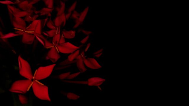 Red Ixora Flowers Blooming Against Black Background, Tropical Garden Flower, Dramatic Floral Close Up, Botanical Beauty, Night Garden