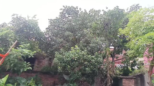 Captured on Saturday, 27 June 2026, in Howrah, West Bengal, India. Tropical green vegetation and banana trees under a cloudy monsoon sky