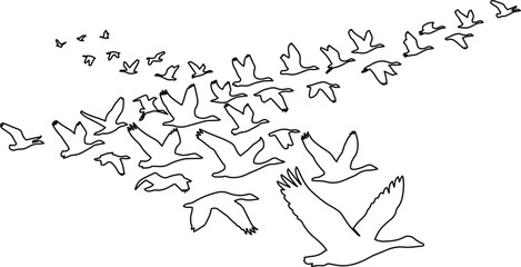 Graceful flock of flying geese, a large group of migratory birds in V-formation, black and white vector illustration for nature and wildlife themes, freedom, and teamwork concepts. © Farzana