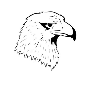hawk head digital drawing illustration isolated