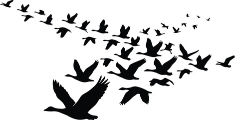 Flock of flying birds vector silhouette, migratory geese in V-formation, dynamic avian wildlife illustration, nature and freedom concept graphic resource © Shanza